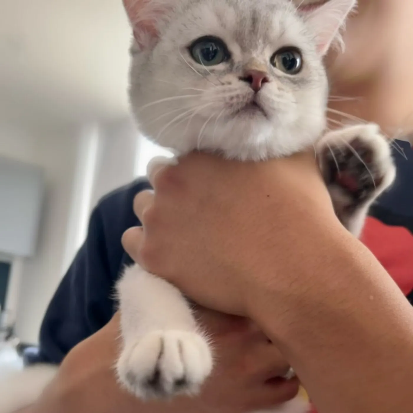 Miyuki looking at the camera while being held