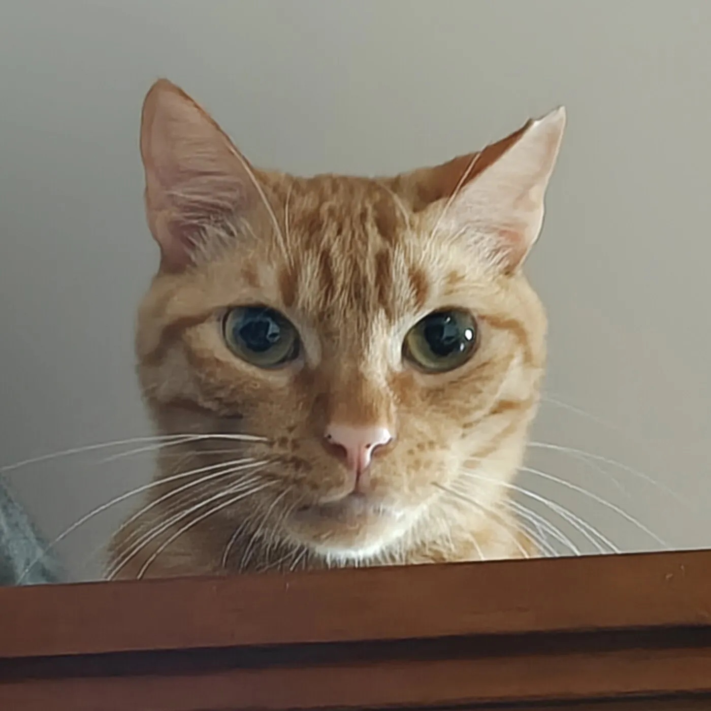 Tigercrisp looking over a wooden ledge