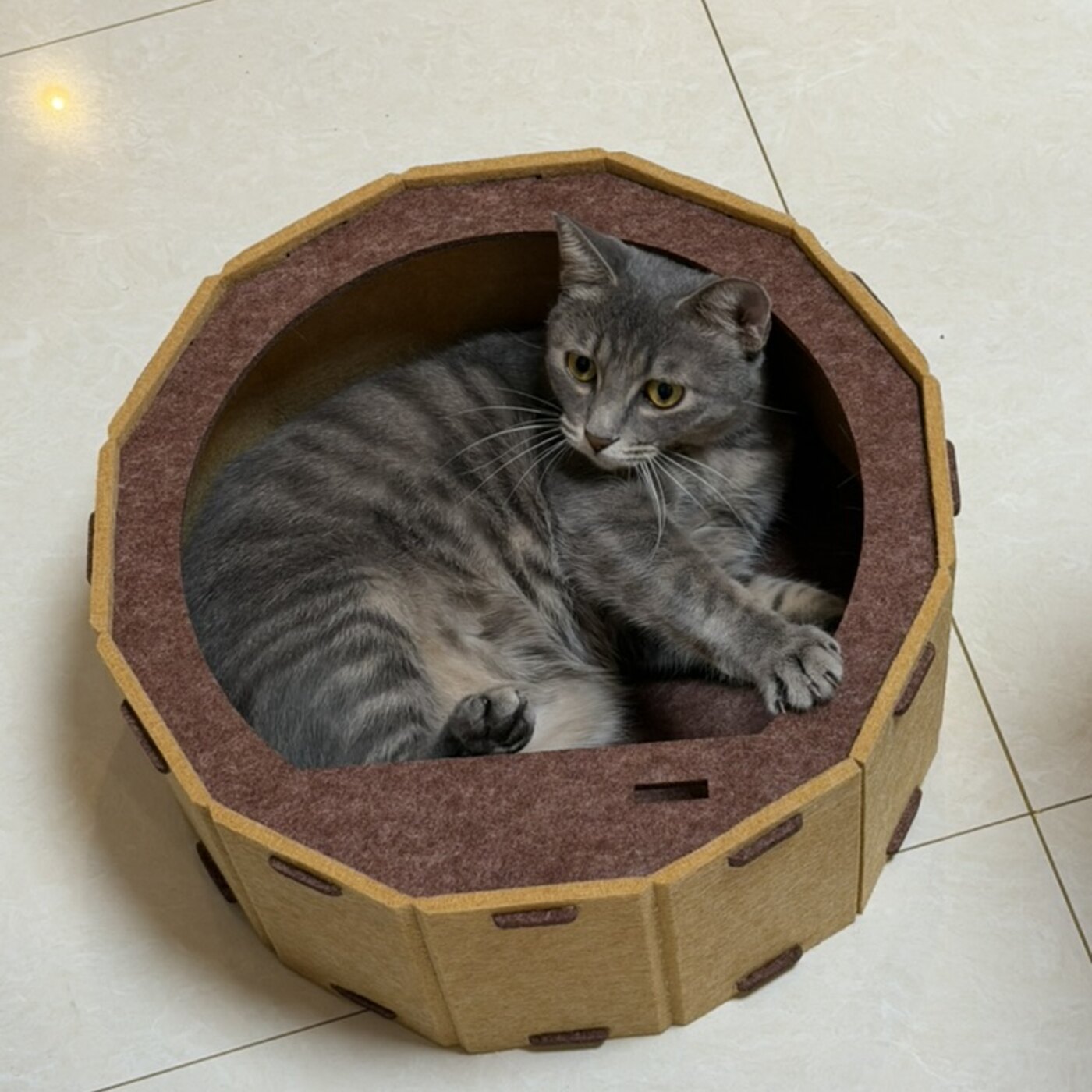 Ollie resting in a small cat bed