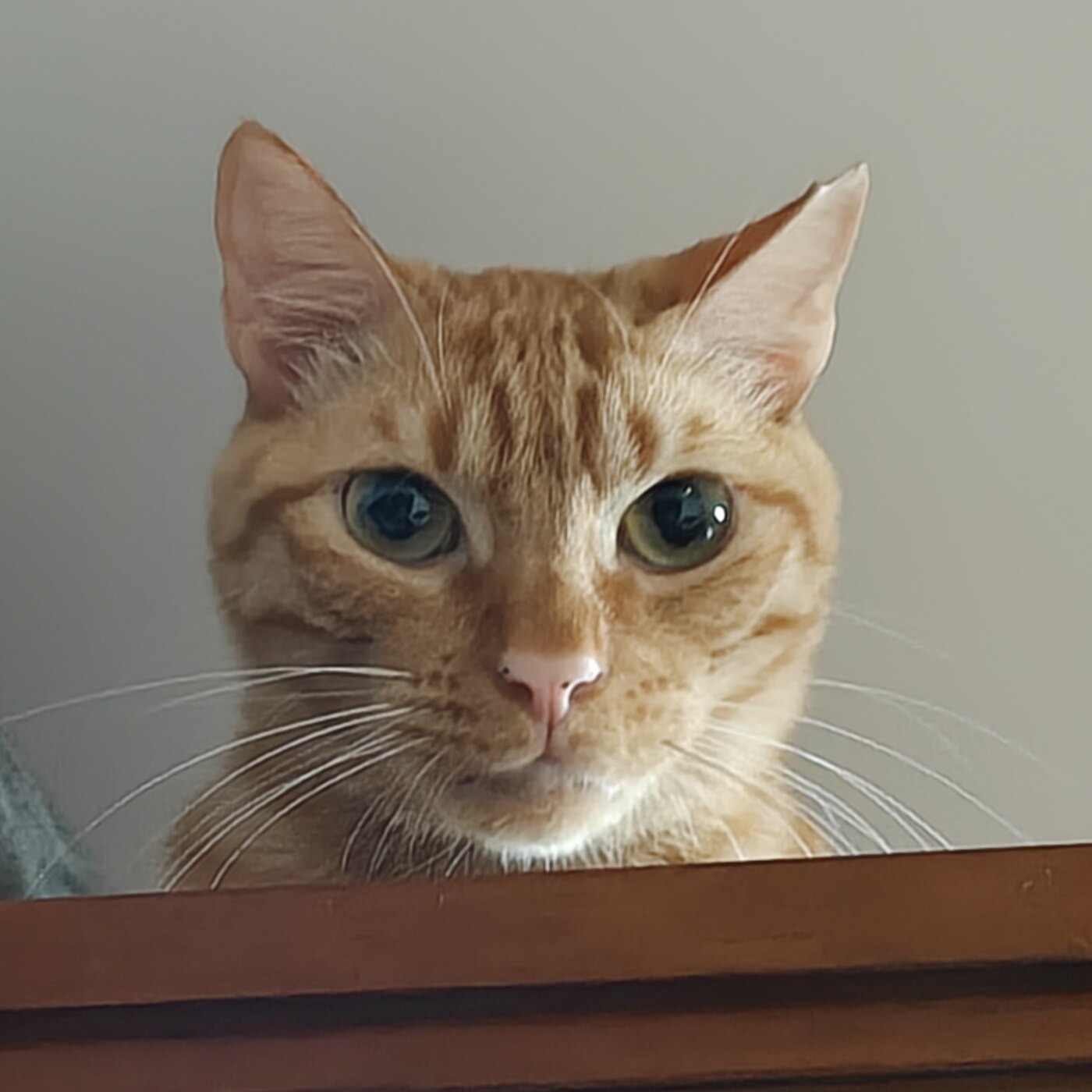 Tigercrisp looking over a wooden ledge